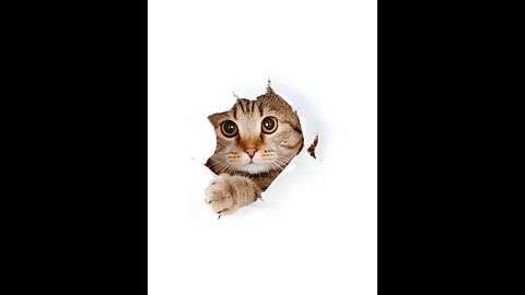 Funny cat videos - cute cat video