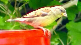 IECV NV #329 - 🐤 House Sparrows At The Bird Feeder 5-19-2017