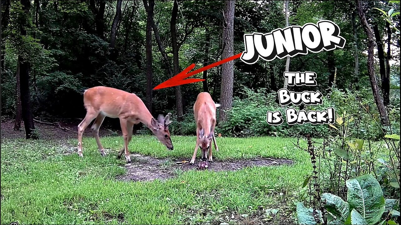 Junior the Buck has returned!