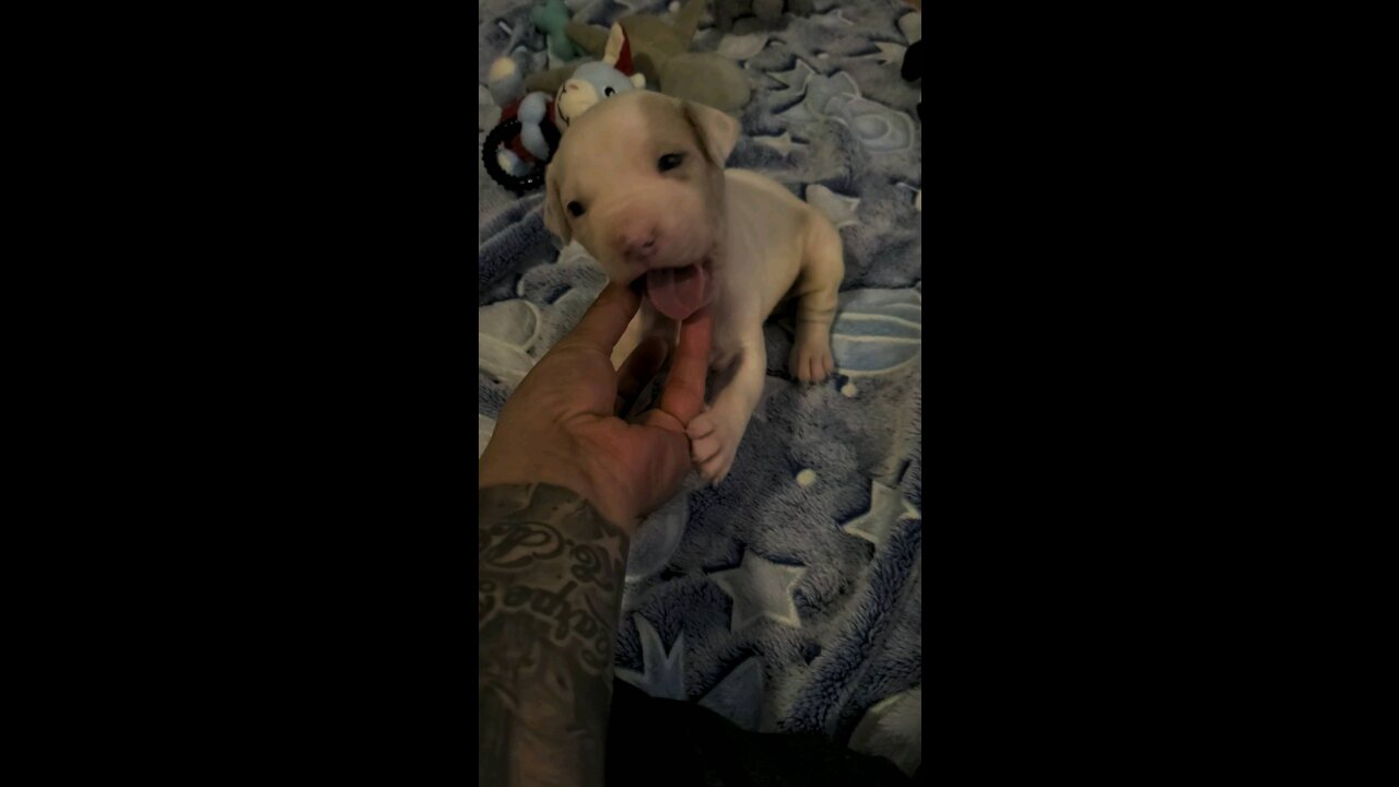 Goku the vicious pit