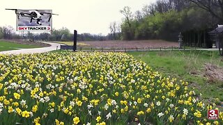 50,000 daffodils on display at Lauritzen Gardens