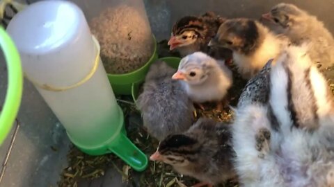 Guinea fowl keet hatchings, sebright chicks and two mixed breed chicks in brooder