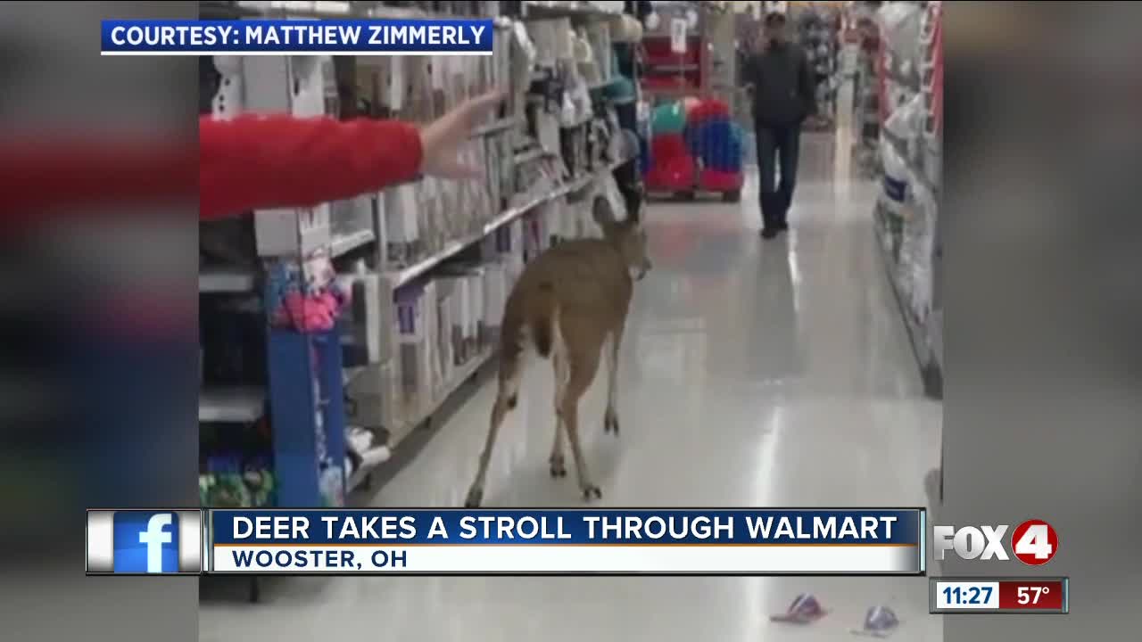 DEER STROLLS THROUGH OHIO WALMART