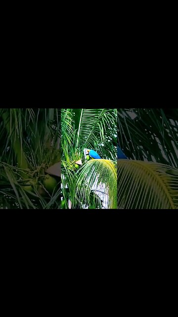 Momento Único: Papagaio Saboreando Água de Coco Como um Verdadeiro Paraíso!🌴🦜💧