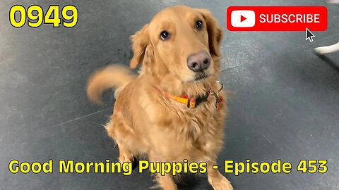 [0949] GOOD MORNING PUPPIES - EPISODE 353 [#dogs #doggos #doggos #puppies #dogdaycare]