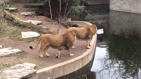 Funny Animal Fail Compilation 2021 - Animals Falling Over