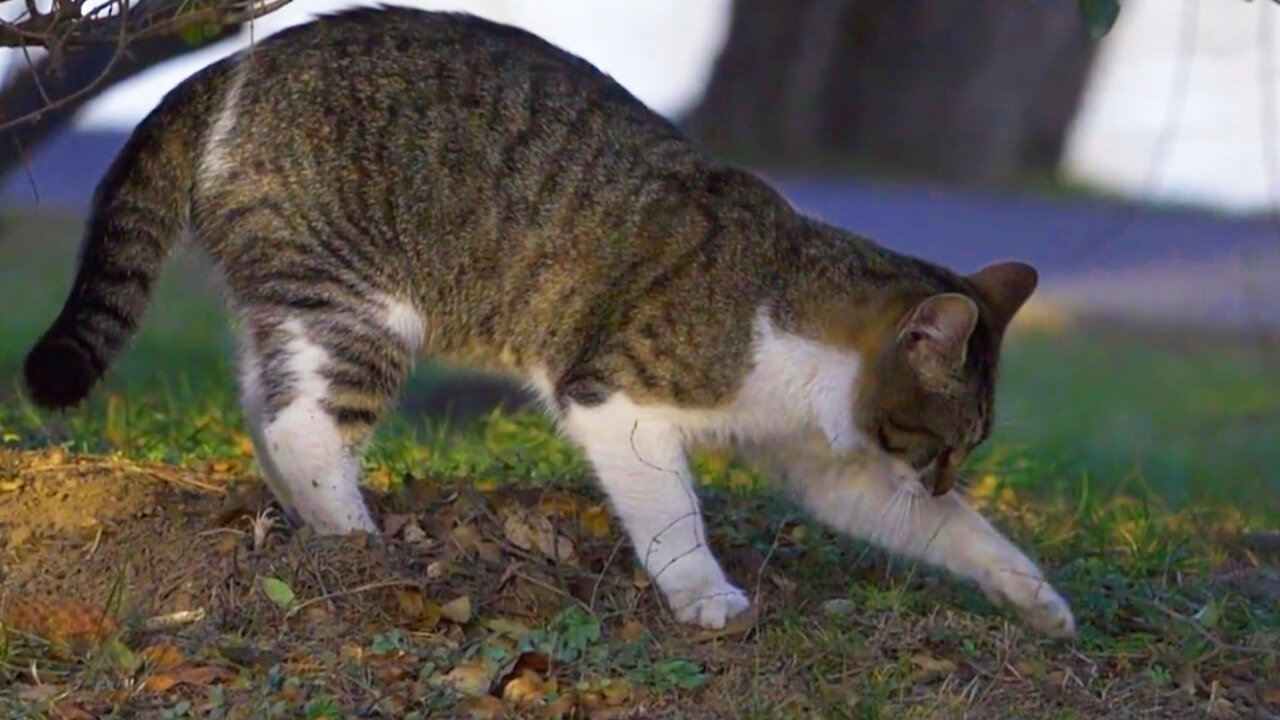 What Cute Cat Scraping The Soil For?