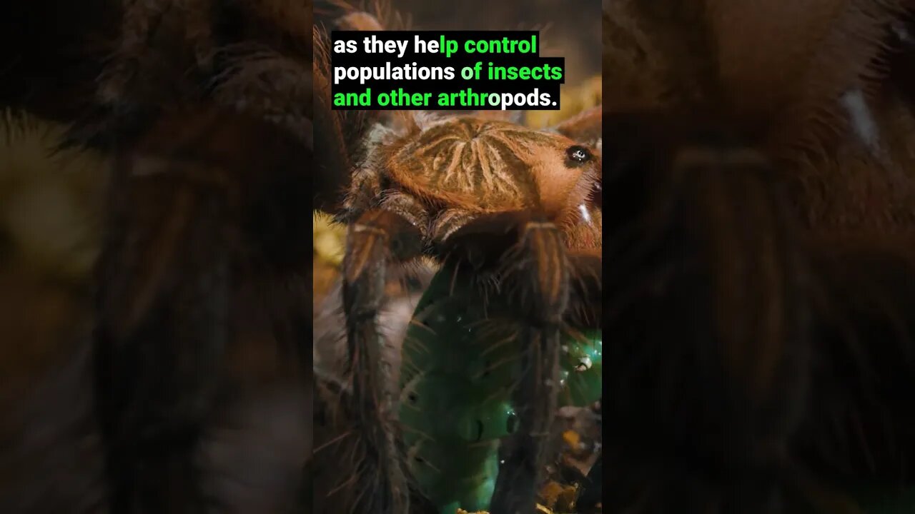 Tarantulas are VITAL to the Ecosystem!
