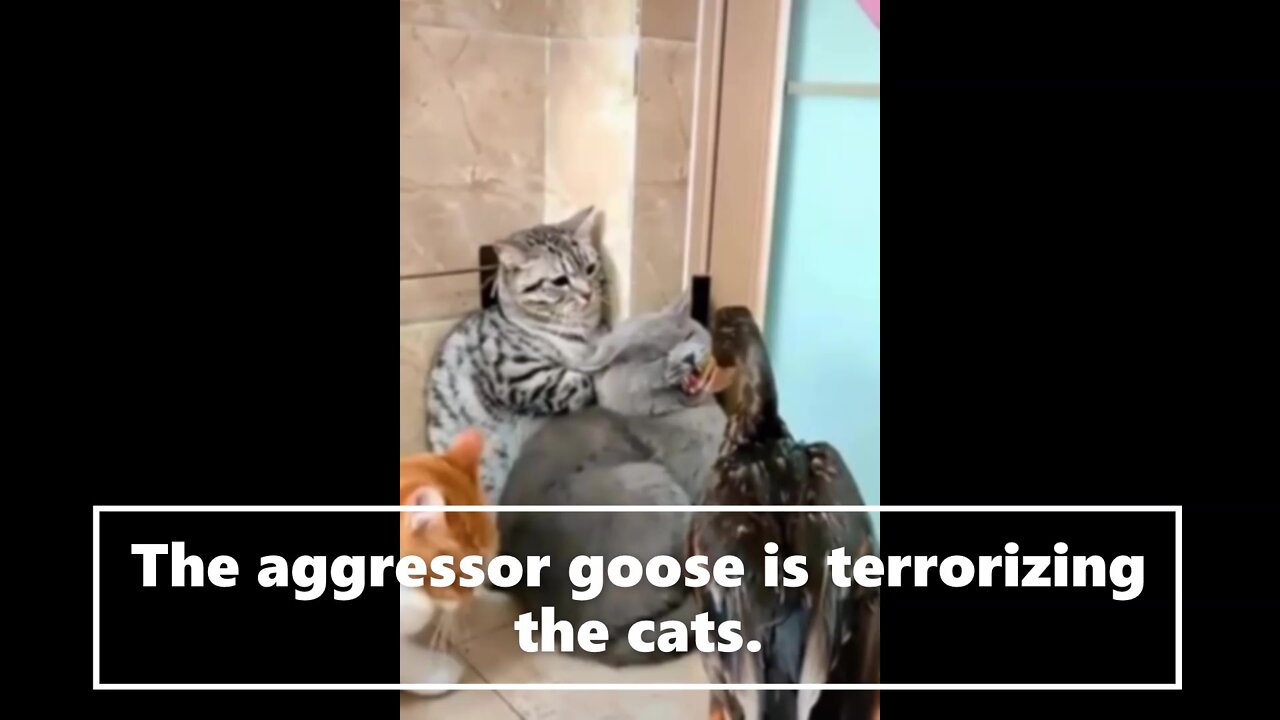 The aggressor goose is terrorizing the cats.