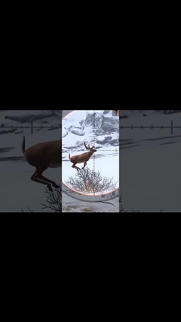 Hunting Coyotes #362 #elk #shorts #dog #animals #hunter #hunting #ytshorts #dog #coyotes #wildlife