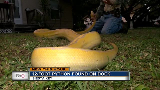 12-foot python found on man's dock in Siesta Key, Sarasota