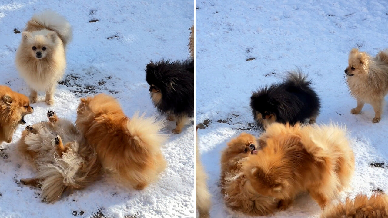 Pomeranian puppies adorable group off in tug–of–war match