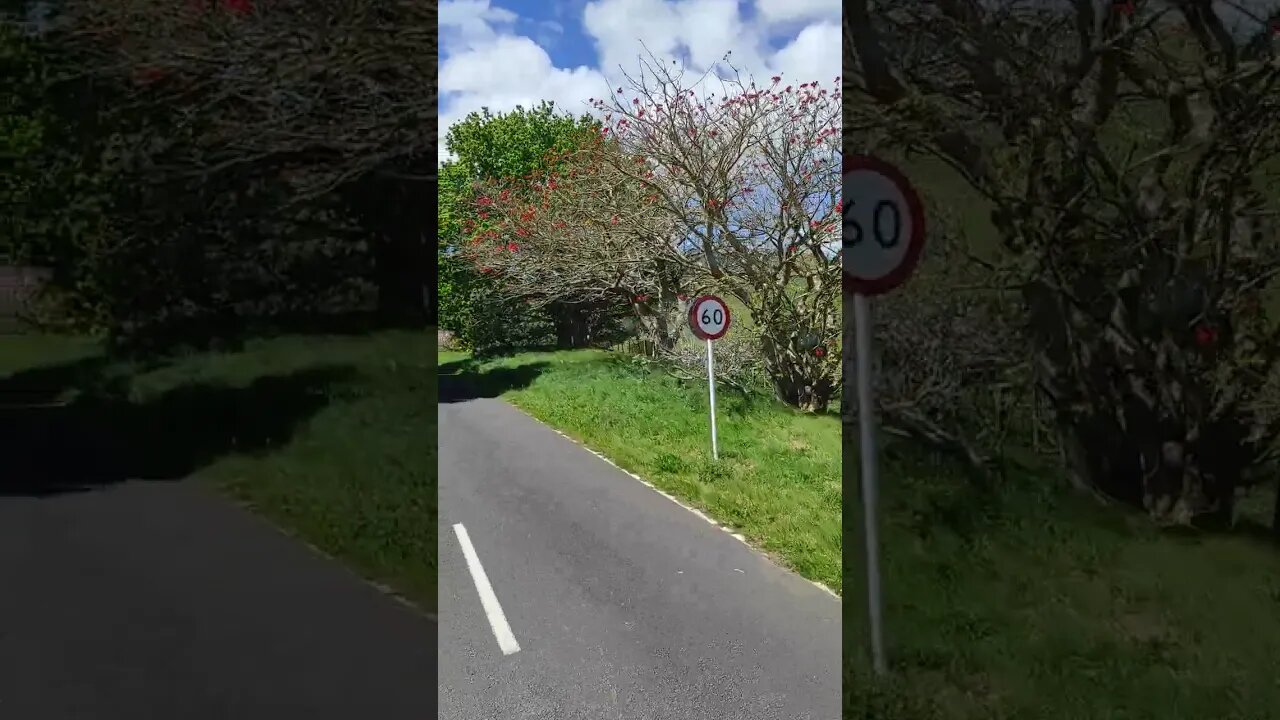 Red flowers in the tree mean spring.
