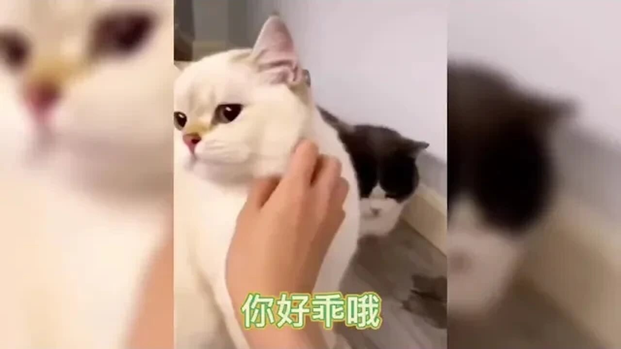 Jealousy has changed the cat's face