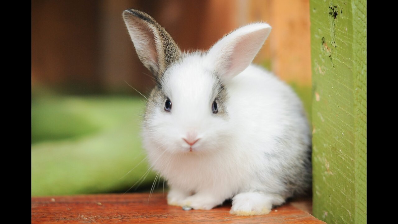 Rabbit Farming : An emerging and profitable business