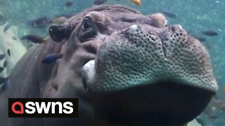 Hippo takes underwater nap while enjoying a FISH SPA