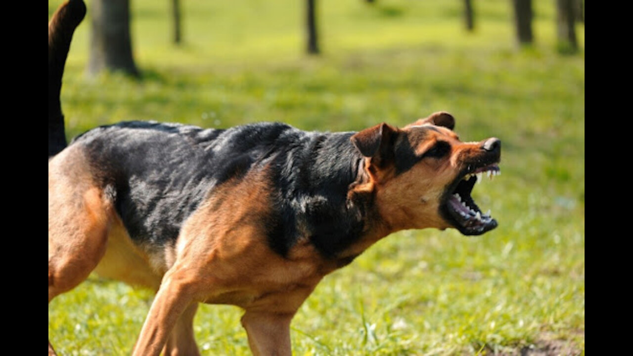 How to easily defend against a dog attack.