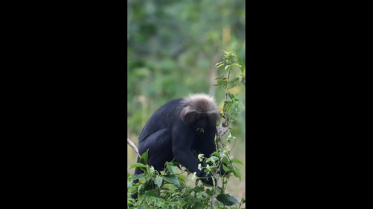 khubsurat monkey