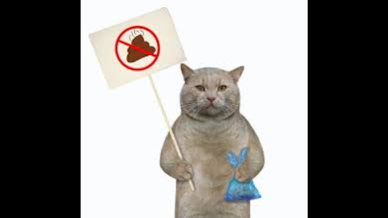 Funny cat videos | Cat cover their own shit