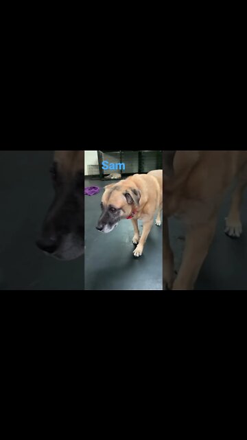[Shorts 0128] SAM [#dogs #doggos #doggies #puppies #dogdaycare]
