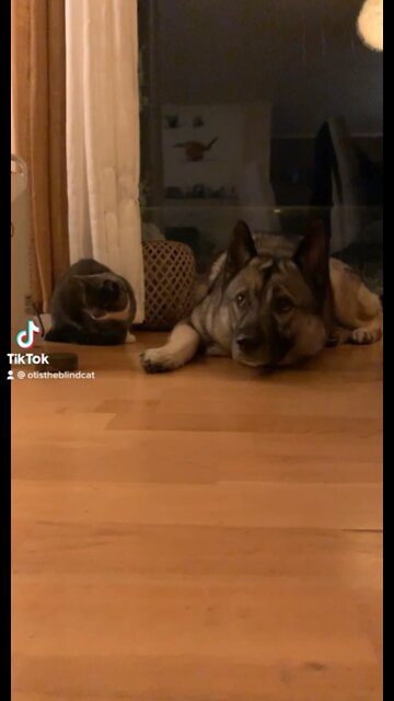 Blind cat tries to get friends with the dogs