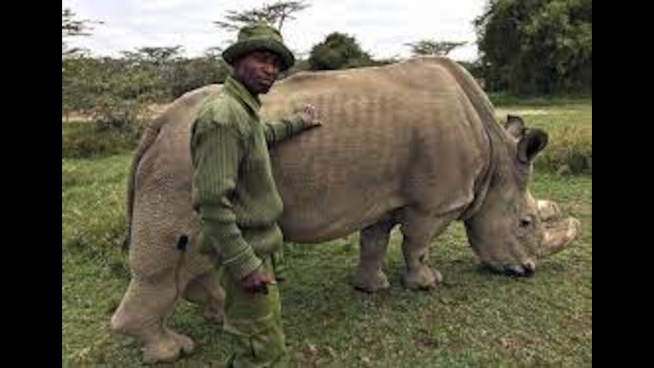 Northern White Rhino