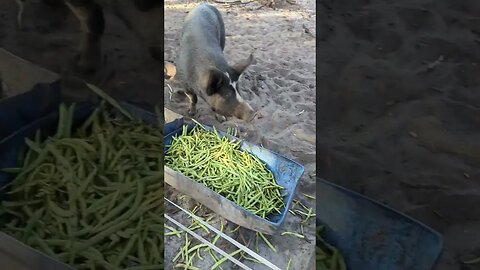 pig farming all you can eat beans