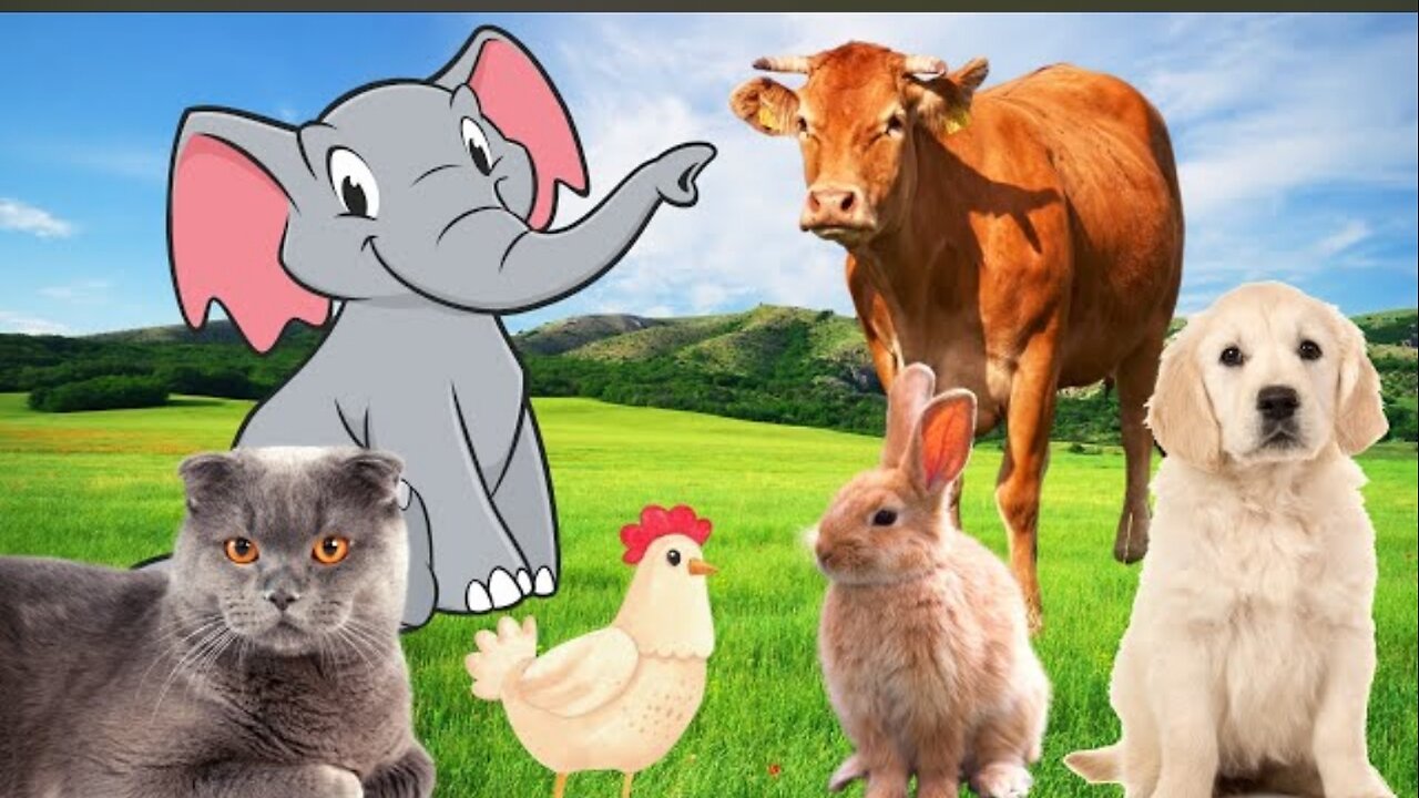 Familiar Animals - Cow, Elephant, Rabbit, Buffalo, Chicken - Animal Sounds