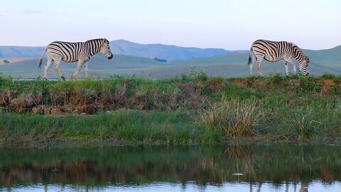 Zebra, Zebra Herd, Wild Zebra Compilation - Free Stock Footage - No Copyrights