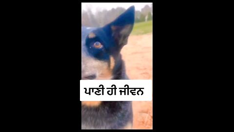dog 🐶 masti dog 🐶 masti