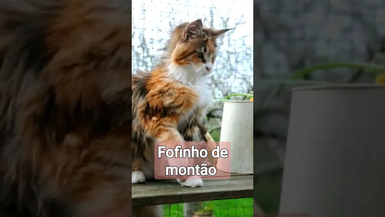 Quando eles se divertem com qualquer coisa #shorts