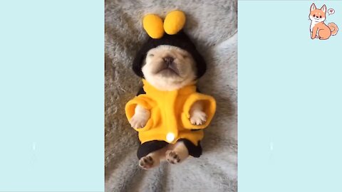 Cute, funny puppies compilation #3