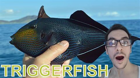What Amazing Fish (Pakol) Trigger Fish they catch this morning in Philippines