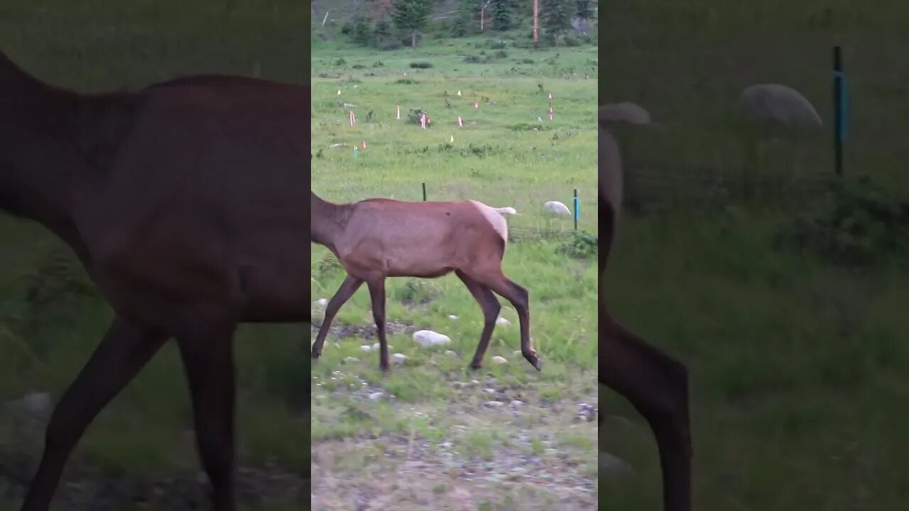 There Is So Much WILDLIFE In Jasper! 🧸🦌