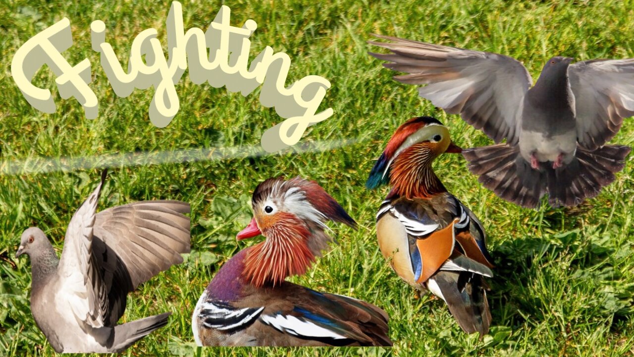 Pigeon and Mandarin Duck eating grains and fighting.