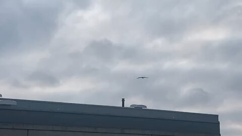 Birds in flight with seagulls and at least one pigeon