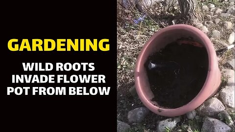 GARDENING: Wild Roots Invade Flower Pot from Below