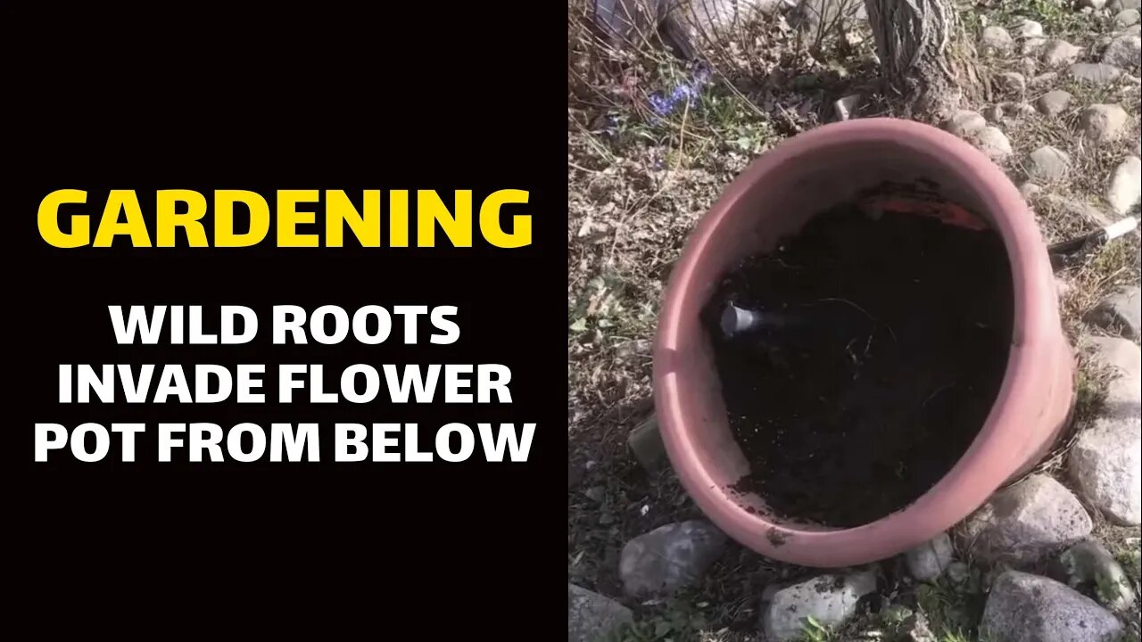 GARDENING: Wild Roots Invade Flower Pot from Below