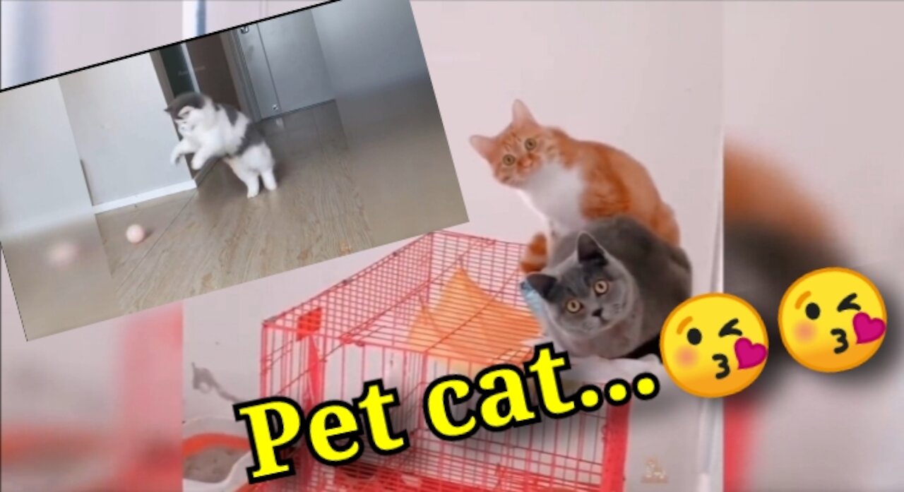 Pet cat