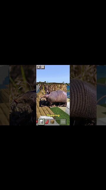 Armadillo in the Toilet?