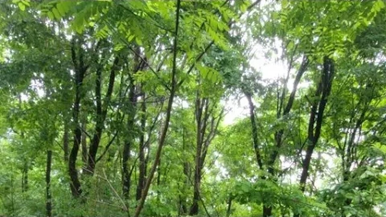 숲길에서산책