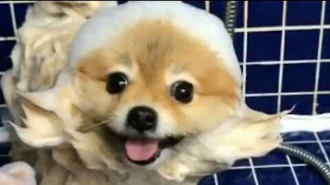 Lulu-da-pomerânia é filmada em todas as fases do seu banho!