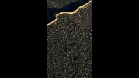 Snake in the road