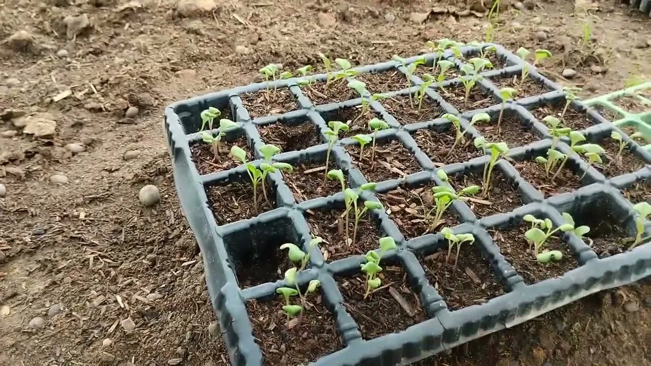 Vegetable Garden...
