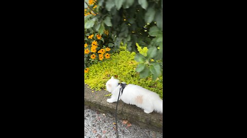 Adventure Cat Going for a Walk