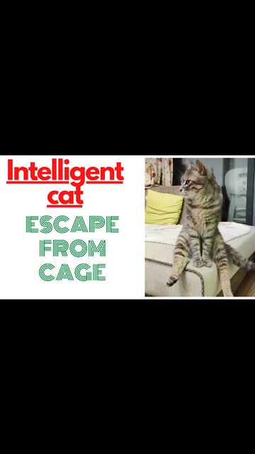 Intelligent cat