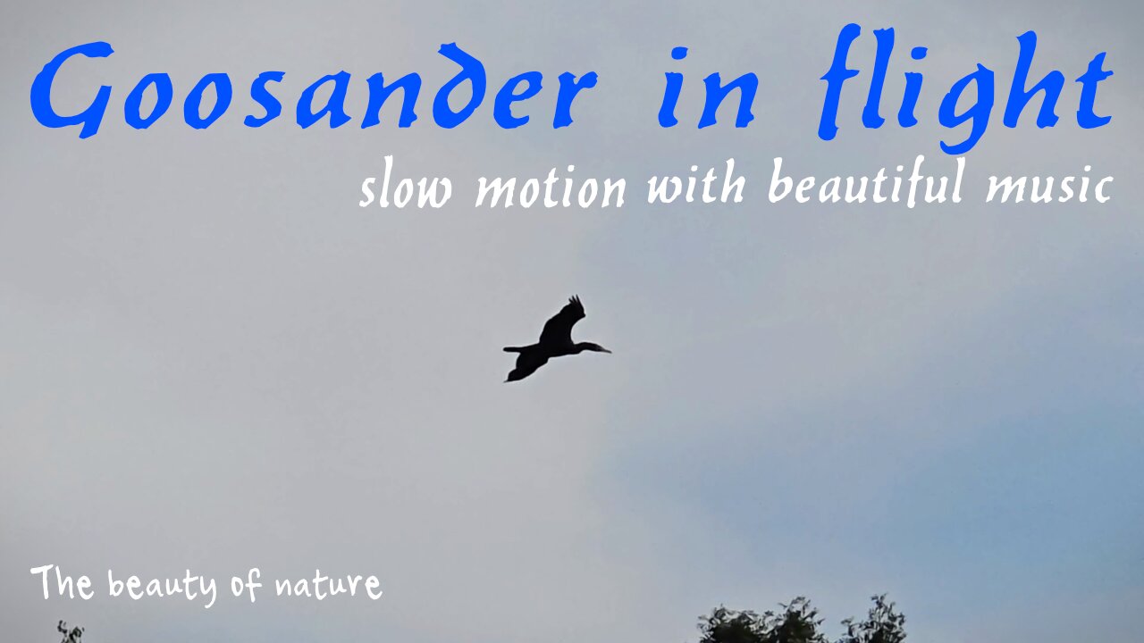 Goosander in flight in slow motion with beautiful music / beautiful bird in flight.