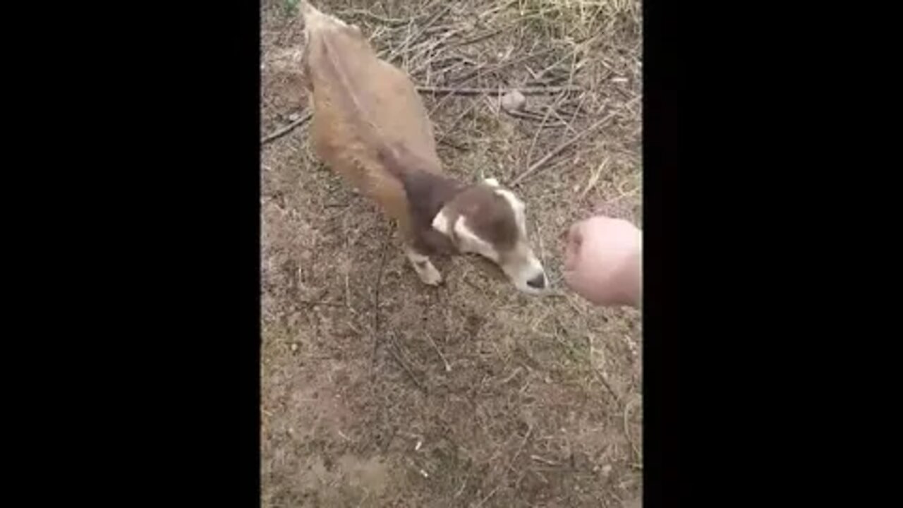 Critter Posting - Cool Lil Goat
