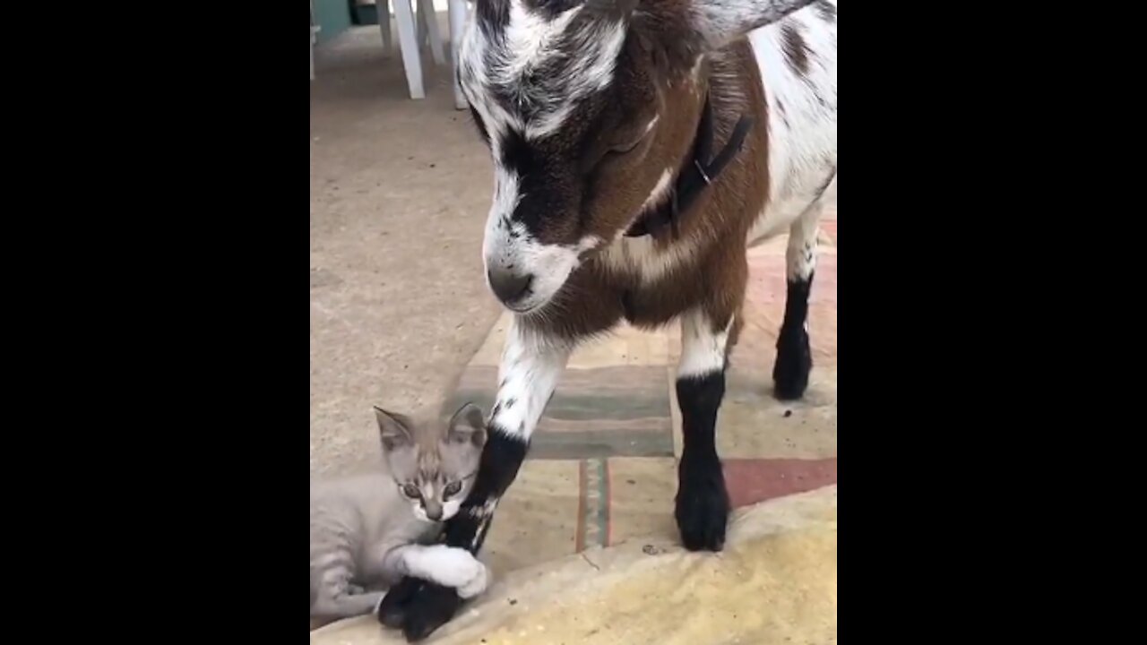 Mother goat and kitten