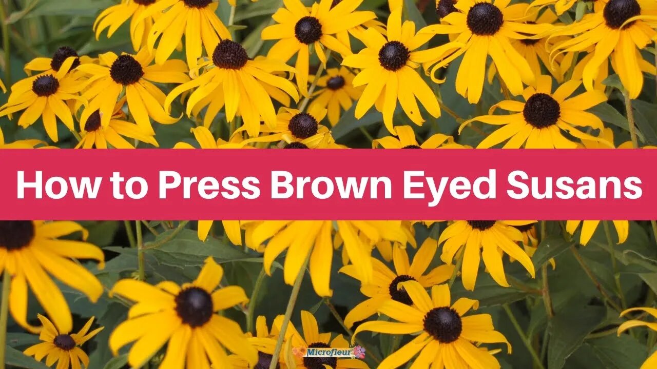 How to Press: Brown Eyed Susans